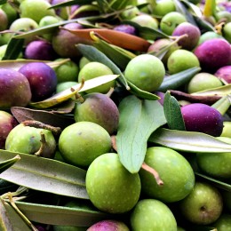 Maslin Itrana - Plante exotice - AgroDenmar.ro