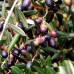 Maslin - Olea Europaea Leccino - Plante exotice - AgroDenmar.ro