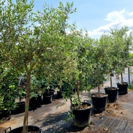 Maslin - Olea Europaea Leccino - Plante exotice - AgroDenmar.ro