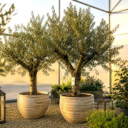 Olea Europaea 1/2 STD - Plante exotice - AgroDenmar.ro