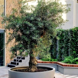 Olea Europaea 1/4 STD - Plante exotice - AgroDenmar.ro
