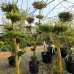 Olea Europaea Pom Pon - Plante exotice - AgroDenmar.ro