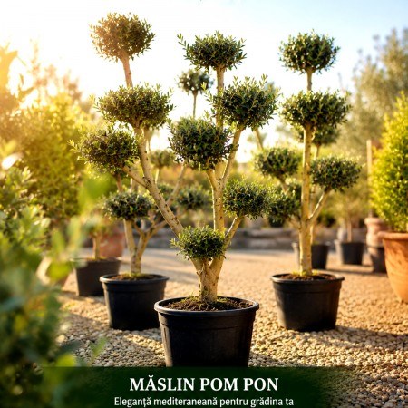 Olea Europaea Pom Pon - Plante exotice - AgroDenmar.ro