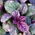 Ajuga reptans Burgundy Glow - Vinerita - Plante ornamentale - AgroDenmar.ro