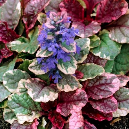 Ajuga reptans Burgundy Glow - Vinerita - Plante ornamentale - AgroDenmar.ro