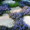 Ajuga reptans Chocolate Chip