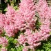 Astilbe Amerika - Plante ornamentale - AgroDenmar.ro