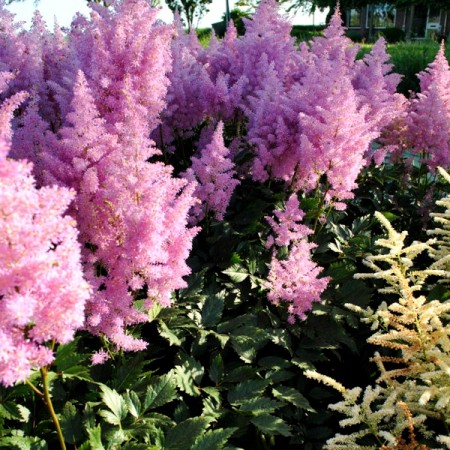 Astilbe Amerika - Plante ornamentale - AgroDenmar.ro