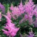 Astilbe Amerika - Plante ornamentale - AgroDenmar.ro