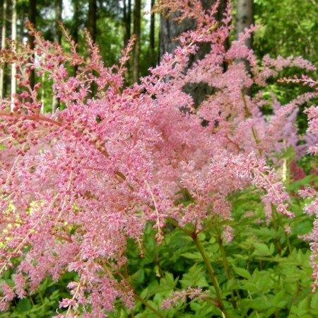 Astilbe Flamingo - Plante ornamentale - AgroDenmar.ro