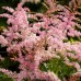 Astilbe Flamingo - Plante ornamentale - AgroDenmar.ro