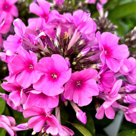 Brumarele - Phlox Famous Pink - Plante ornamentale - AgroDenmar.ro