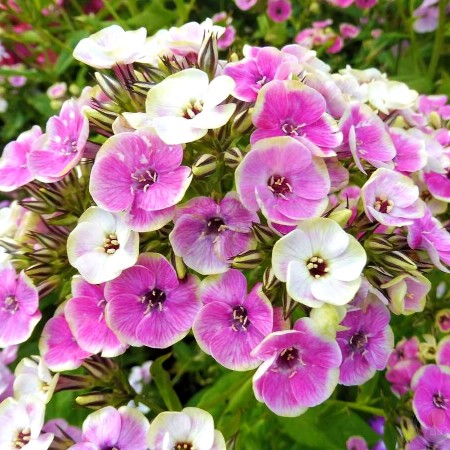 Brumarele - Phlox Orchid Yellow - Plante ornamentale - AgroDenmar.ro