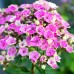 Brumarele - Phlox Orchid Yellow - Plante ornamentale - AgroDenmar.ro