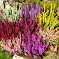 Calluna vulgaris Mix Calluna vulgaris Mix