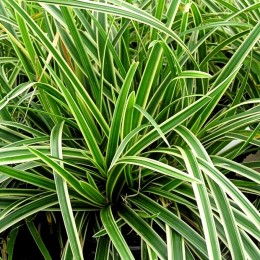 Carex brunnea Albovariegatus - Arbusti ornamentali - AgroDenmar.ro