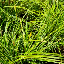 Carex brunnea Aureomarginata - Arbusti ornamentali - AgroDenmar.ro