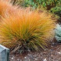 Carex testacea Prairie Fire
