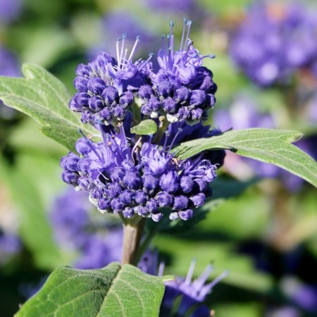 Caryopteris Ferndown - Arbusti ornamentali - AgroDenmar.ro Caryopteris Ferndown - Arbusti ornamentali - AgroDenmar.ro