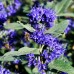 Caryopteris Grand Bleu - Arbusti ornamentali - AgroDenmar.ro