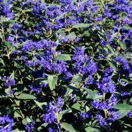 Caryopteris Grand Bleu - Arbusti ornamentali - AgroDenmar.ro