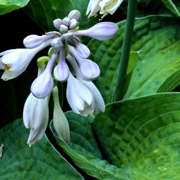 Crin de toamna - Hosta Big Daddy - Plante ornamentale - AgroDenmar.ro