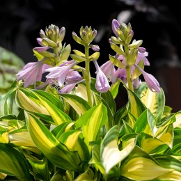 Crin de toamna - Hosta Lakeside Little Tuft