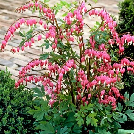 Dicentra spectabilis - cerceii doamnei - Plante ornamentale - AgroDenmar.ro
