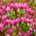 Dicentra spectabilis - cerceii doamnei - Plante ornamentale - AgroDenmar.ro