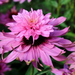 Echinaceea Double-Decker - Arbusti ornamentali - AgroDenmar.ro