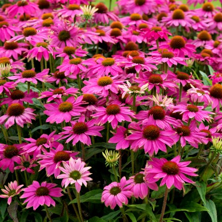 Echinaceea Pow-Wow Wild Berry - Arbusti ornamentali - AgroDenmar.ro