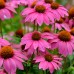 Echinaceea Pow-Wow Wild Berry - Arbusti ornamentali - AgroDenmar.ro