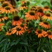 Echinaceea purpurea Lakota Orange - Plante ornamentale - AgroDenmar.ro Echinaceea purpurea Lakota Orange - Plante ornamentale - AgroDenmar.ro