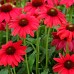 Echinaceea purpurea Lakota Red - Arbusti ornamentali - AgroDenmar.ro Echinaceea purpurea Lakota Red - Arbusti ornamentali - AgroDenmar.ro