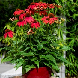 Echinaceea purpurea Lakota Red - Arbusti ornamentali - AgroDenmar.ro