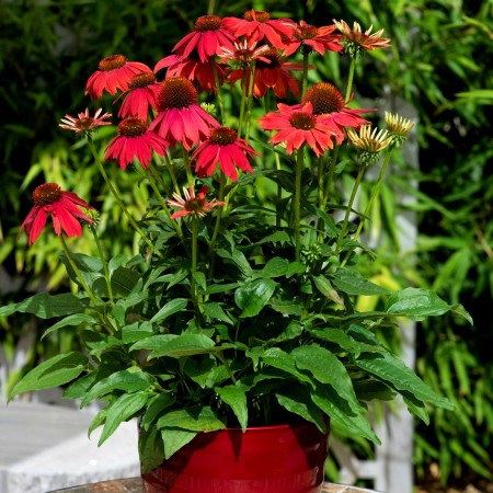 Echinaceea purpurea Lakota Red - Arbusti ornamentali - AgroDenmar.ro Echinaceea purpurea Lakota Red - Arbusti ornamentali - AgroDenmar.ro