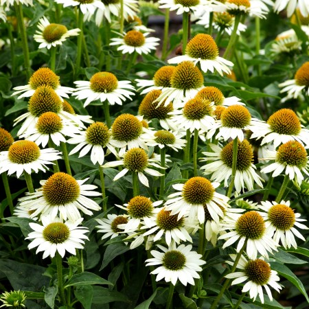 Echinaceea Sombrero Compact White - Arbusti ornamentali - AgroDenmar.ro