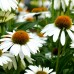 Echinaceea Sombrero Compact White - Arbusti ornamentali - AgroDenmar.ro