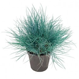 Festuca valesiaca Glaucantha