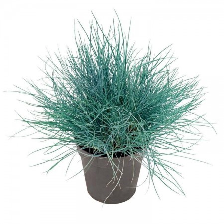 Festuca valesiaca Glaucantha - Plante ornamentale - AgroDenmar.ro