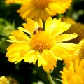Gaillardia Mesa Yellow