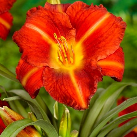 Hemerocallis Crown of Fire - Plante ornamentale - AgroDenmar.ro