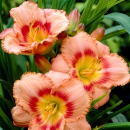 Hemerocallis Strawberry Candy
