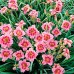 Hemerocallis Strawberry Candy - Plante ornamentale - AgroDenmar.ro