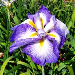 Iris ensata Dinner Plate Carrot Cake - Plante ornamentale - AgroDenmar.ro