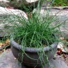Juncus effusus spiralis