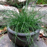 Juncus effusus spiralis