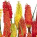 Kniphofia Uvaria Flamenco - Plante ornamentale - AgroDenmar.ro