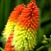 Kniphofia Uvaria Flamenco - Plante ornamentale - AgroDenmar.ro