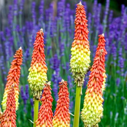 Kniphofia Uvaria Flamenco